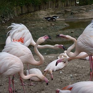 Greater Flamingo, April 2013