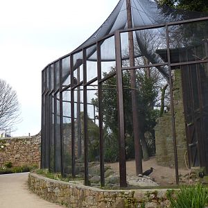 Northern Bald Ibis Aviary, April 2013