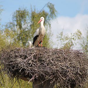 Storks at the nest