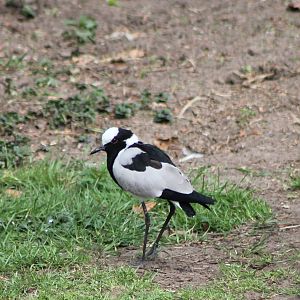 Adult Blacksmith plover