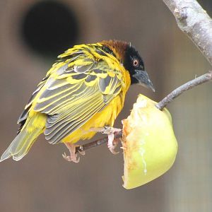 Village weaver male
