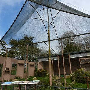 Chough Aviary, April 2013