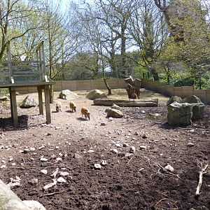 Red River Hogs, April 2013