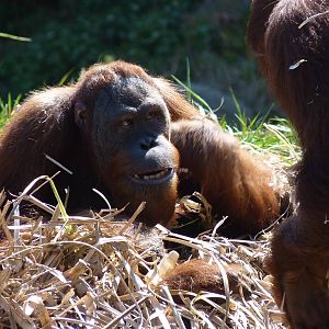 Sumatran Orangutan, April 2013