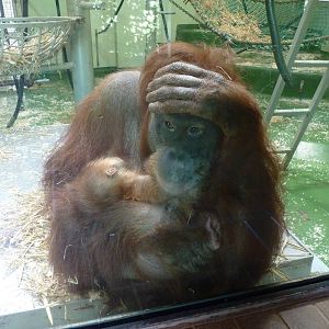 Sumatran Orangutans, April 2013