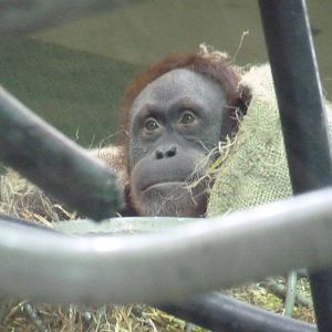 Female Sumatran Orangutan, April 2013