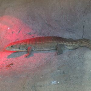 Sudan Plated Lizard