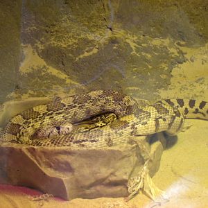 Sonoran Gopher Snake
