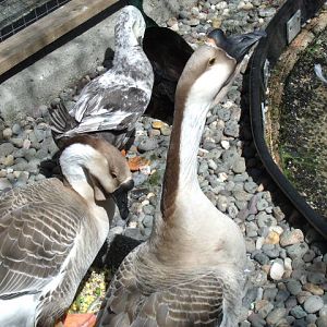 Chinese Geese