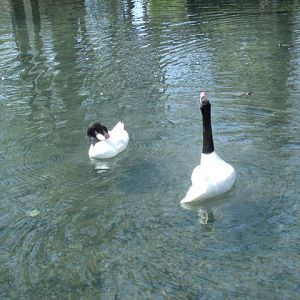 Black-Necked Swans
