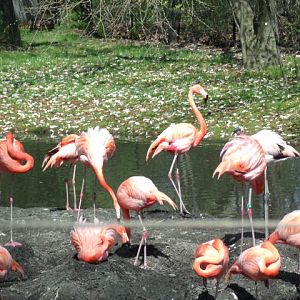 American Flamingos