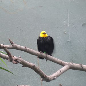 Yellow-Hooded Blackbird