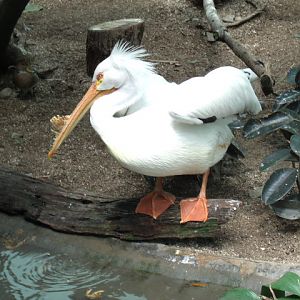 American White Pelican, Pied Avocet, and Chilean Pintail