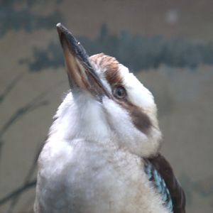 Laughing Kookaburra