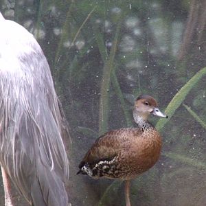 Great Blue Heron and West Indian Whistling Duck