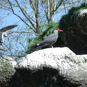 Inca Terns