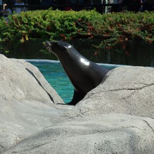 California Sea Lion