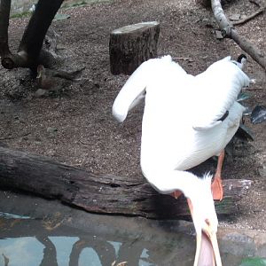 American Pelican, Pied Avocet, and Chilean Pintail