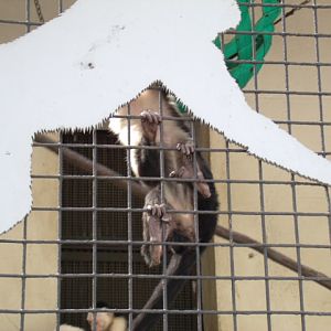 White-Throated Capuchins