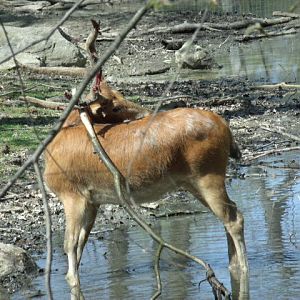 Père David's Deer