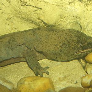 Chinese Giant Salamander (Andrias davidianus)