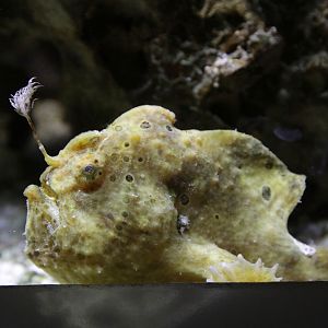 Commersons Frogfish (Antennarius commerson)