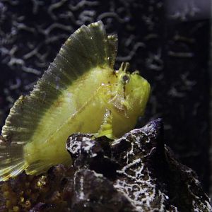 Leaf Scorpionfish (Taenianotus triacanthus)