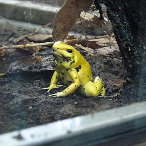 Golden Poison Frog