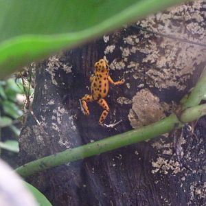 Strawberry Poison Dart Frog