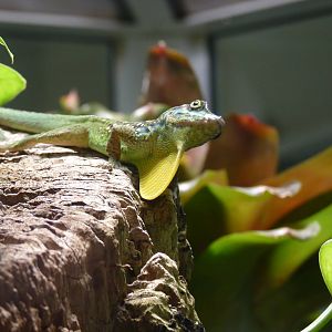 Martinique Anole