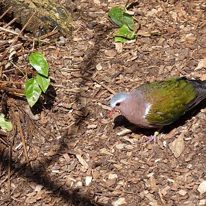 Emerald Dove, April 2013
