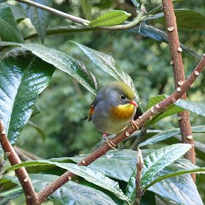 Pekin Robin, April 2013