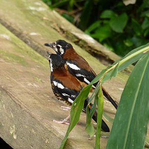 Chestnut-Backed Thrush, April 2013