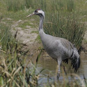 Common crane at Slimbridge