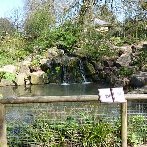 Oriental Short-Clawed Otter, April 2013
