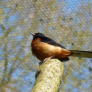White-Rumped Shama, April 2013