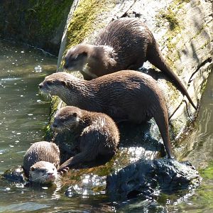 Oriental Short-Clawed Otters, April 2013