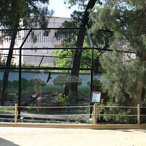 iberian lynx exhibit (left side)