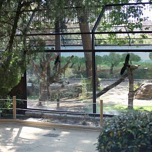 iberian lynx exhibit (right side)
