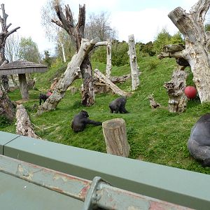 Gorillas, April 2013