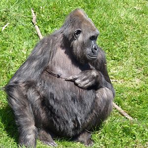 Female Gorilla, April 2013