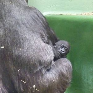 Gorillas, April 2013