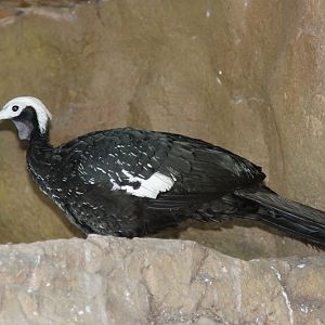 Blue-throated Piping-guan (Pipile cumanensis cumanensis)