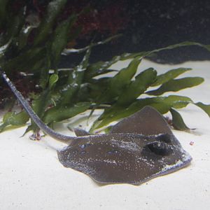 Bluespotted Maskray (Neotrygon kuhlii)
