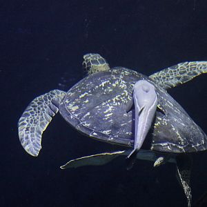 Common Green Turtle (Chelonia mydas)