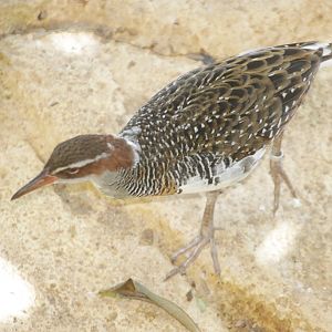 Buff-banded Rail (Gallirallus philippensis)