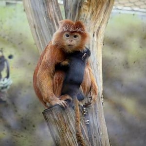 Trachypithecus auratus