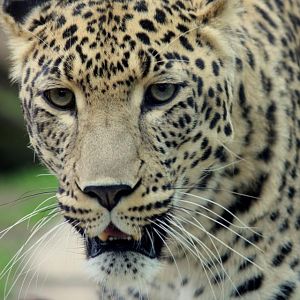 Panthera pardus saxicolor