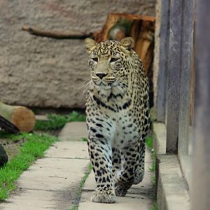 Persian Leopard (Panthera pardus saxicolor)