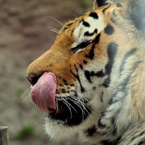 Panthera tigris altaica